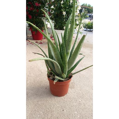 PIANTA DI ALOE VERA VASO CM 17 COLTIVATA SENZA CONCIMI CHIMICI