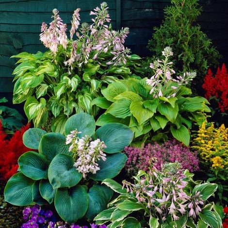 Hosta - Plante d'extérieur - Mélange Funkia - Plante de jardin - Lot de 5 - Multicolore - Plante de jardin pour l'extérieur (1/5)