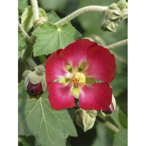 Phymosia umbellata Pot de 4L/5L (1/2)