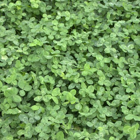 Trèfle blanc Trifolium repens 1 kg – Plante vivace résistante au piétinement – Adaptée aux prairies permanentes – Repousse rapide – Rudloff