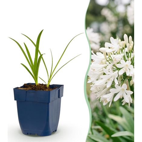 Agapanthe Blanche Agapanthus africanus Albus Plante Vivace Mellifère Jardin Pot 11 cm - PANGIVO