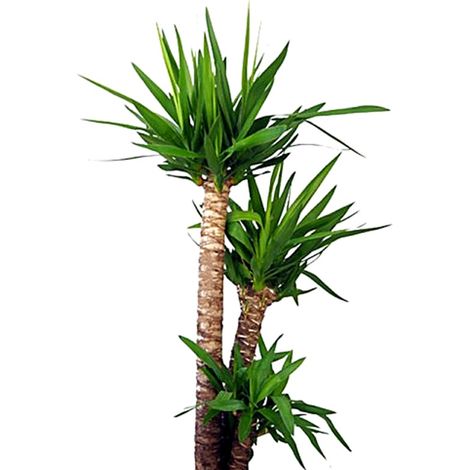 Planta Natural de Yucca. Yuca 60 - 80 Cm