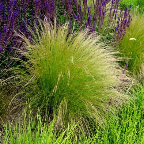Bloomique - Lot de 3 - Stipa Tenuissima Ponytails - Herbe à plumes - Graminée ornementale - Plantes de jardin - Résistantes à l'hiver - Hauteur 10-20 cm - Pot 9x9 cm