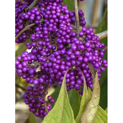 Arbuste aux bonbons 'Imperial Pearl' Pot de 3L/4L