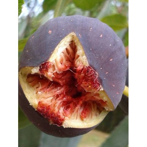Figuier 'Rouge de Bordeaux' Pot de 4L/5L, Buisson, Ramifié