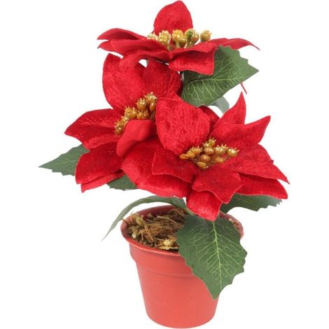 Un bouquet di stelle di Natale vellutate in vaso da 20 cm, rosse (1/3)