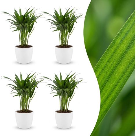 Palmier d'Intérieur Areca Lutescens avec Pot Blanc Lot de 4 Hauteur 45 cm Pot 12 cm (1/5)