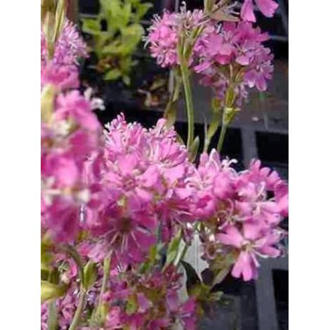 Lychnis des Alpes 'Rosea' Godet de 8/9 cm