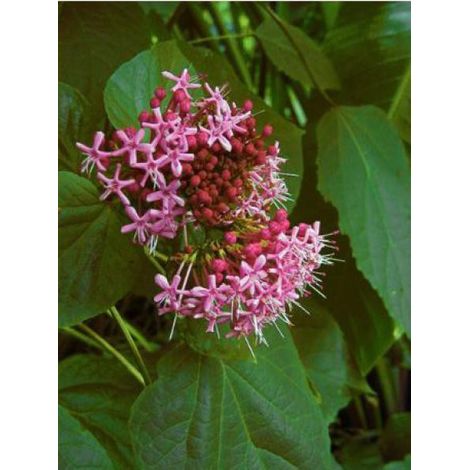 Clérodendron fétide Pot de 2L/3L (1/3)