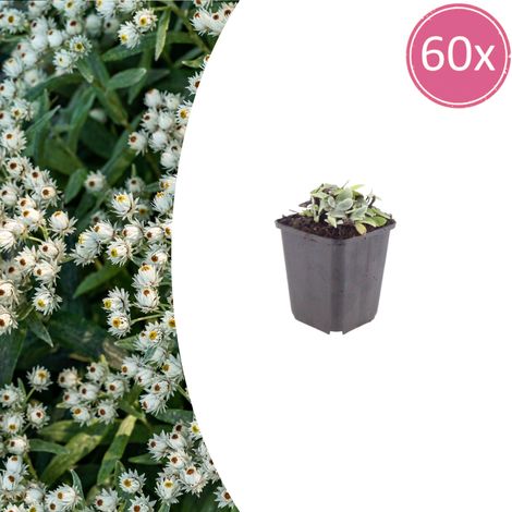 Lot de 60 Anaphalis triplinervis - Plante Vivace Couvre-sol Argentée - Fleurs Blanches - Ø9cm - PANGIVO (1/5)