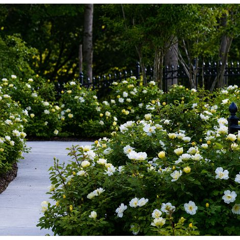Gardenaria Rosa 'Sunny Knock out' Meilland - Rosa da giardino - Altezza: 35/45 cm (vaso22) (1/3)