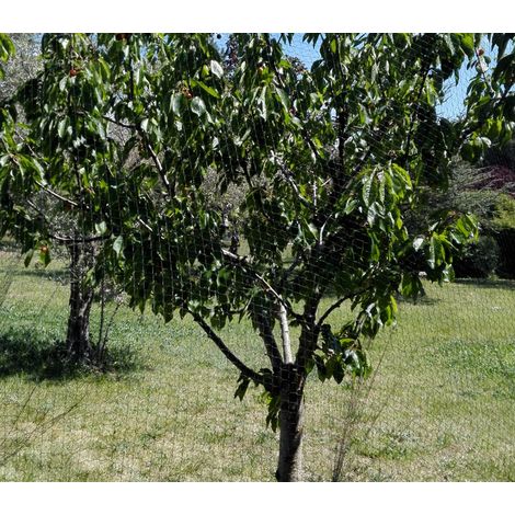 Direct Filet – Filet anti-oiseaux 2 x 5 m – Maille 25 mm – Résistant aux UV et intempéries – Protection efficace pour arbres fruitiers
