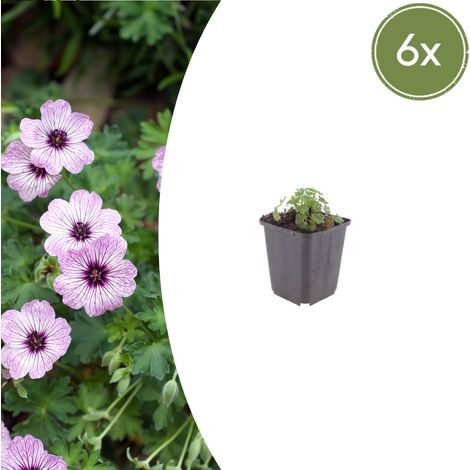 Lot de 6 Géraniums Vivaces 'Ballerina' Fleurs Rose Pâle pour Rocaille et Bordure Ø9cm H10-25cm - PANGIVO (1/5)