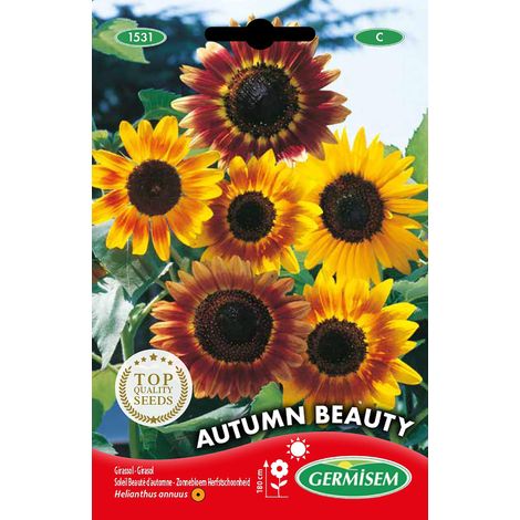 Graines Soleil Beauté d'automne AUTUMN BEAUTY (1/2)