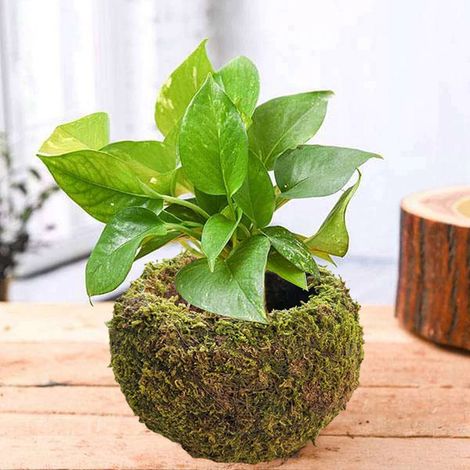 Japanische Kokedama aus Naturmoos, Pflanztopf für den Garten, 1 Stück (Außendurchmesser 15 cm, Innendurchmesser 8 cm), Material: Moos + dünner Draht (1/4)