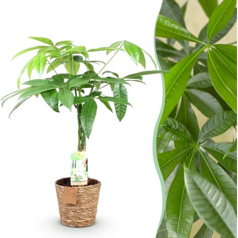 Pachira Aquatica Arbre à Argent Plante d'Intérieur Tige Tressée avec Panier 60-70 cm - PANGIVO (1/5)
