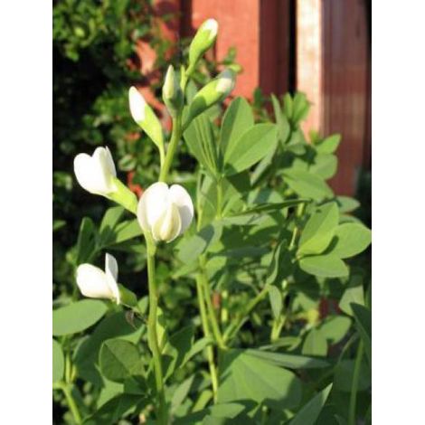 Podalyre 'Alba' Godet de 8/9 cm (1/4)