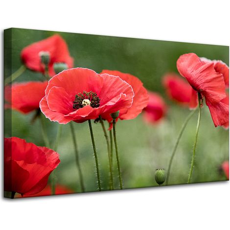 Stampa su tela Botanica Papaveri Rossi 80x50 cm Fiori Flora