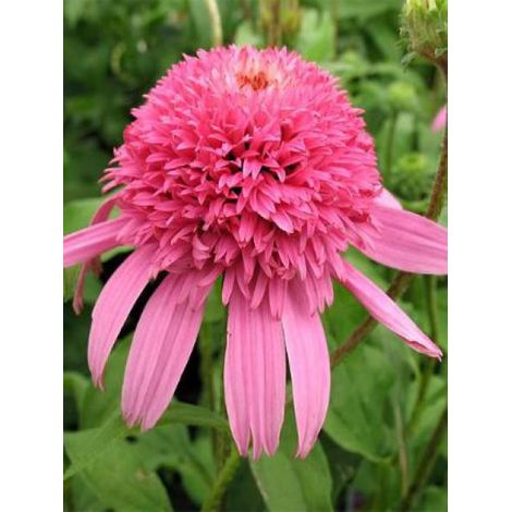Rudbeckia pourpre 'Pink Double Delight' Godet de 8/9 cm (1/3)