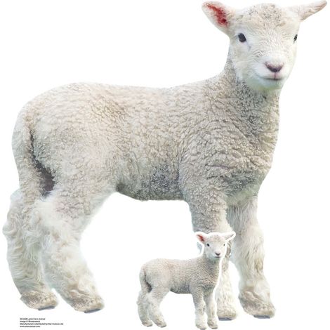 Figurine en carton - Agneau De La Ferme - Haut 100 cm (1/4)
