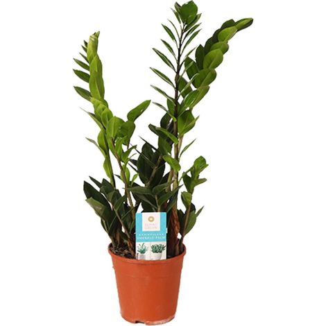 Zamioculcas Zamiifolia - Plante d'Intérieur Facile d'Entretien - Plante ZZ - Ø14cm - 45cm - PANGIVO (1/4)