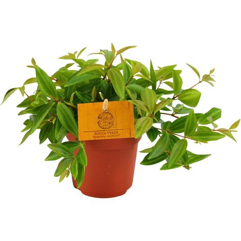Peperomia Angulata Rocca Vivace - Plante d'Intérieur Facile d'Entretien - Pot Ø11 cm - 15 cm - PANGIVO (1/4)