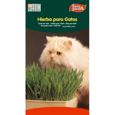 semillas fito aromaticas hierba para gatos 04262 (caja 10 unidades)