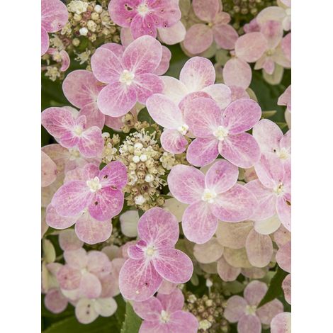 Hortensia paniculé 'Switch Ophelia' Pot de 3L/4L (1/2)