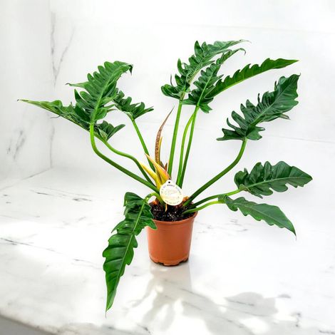 Gardenaria Philodendron 'Tigertooth' - Pianta da interno ornamentale - Altezza: 45 cm (vaso 17) (1/4)