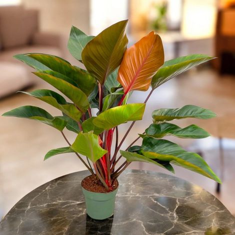 Gardenaria Philodendron 'Red Beauty' - Pianta da interno ornamentale - Altezza: 100 cm (vaso 27) (1/4)