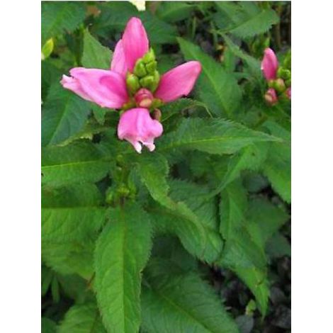 Galane de Lyon 'Hot Lips' Godet de 8/9 cm (1/3)