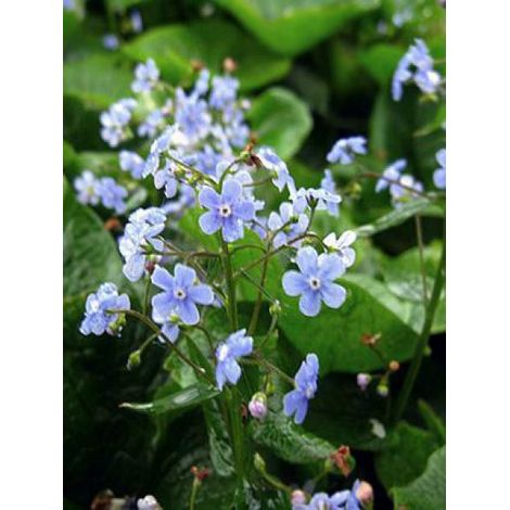 Buglosse de Sibérie Godet de 8/9 cm (1/3)