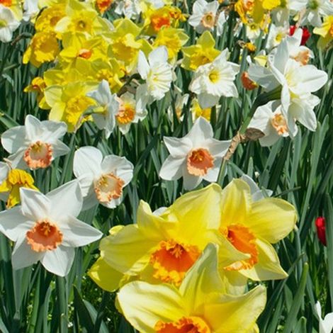 bulbi di NARCISI SELECTED IN MIX 12/14