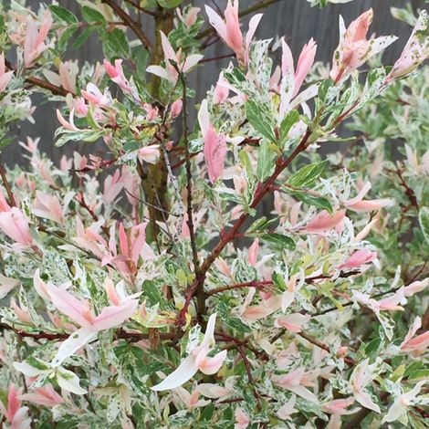 Saule du Japon - Salix integra 'Hakuro Nishiki' - 40-50 cm pot