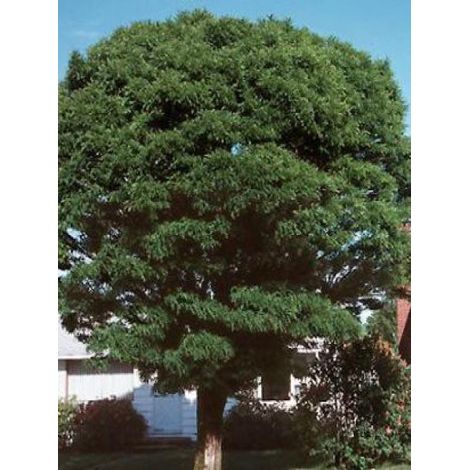 Robinier faux acacia 'Umbraculifera' - Acacia boule Pot de 4L/5L, Demi-Tige, 1/2 Tige.
