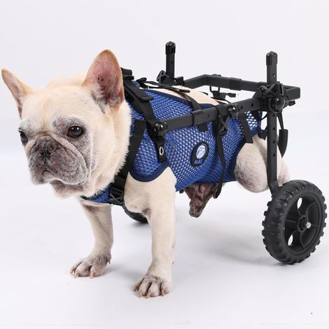 Fauteuil Roulant Pliant pour Chien à 2 Roues,Fauteuil Roulant à Pattes Arrière pour Petit Animal de Compagnie,Support Réglable en Tissu Maillé,Bleu,XS (1/5)
