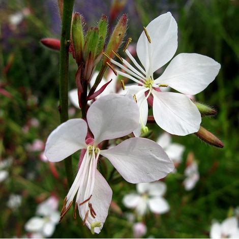 4 x Gaura lindheimeri 'Whirling Butterflies' - godet 9x9 cm