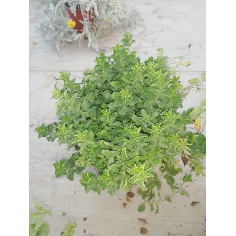 Convolvulus Mauritanicus 17