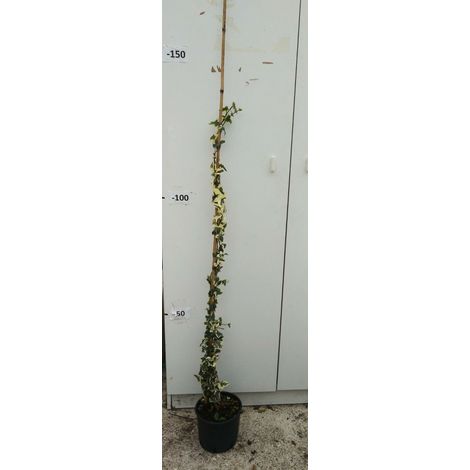 PIANTA DI EDERA HELIX ORO DI BOGLIASCO ALTEZZA 80/100 cm (foto reale) IN VASO.