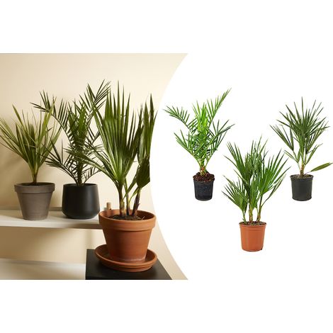 Bloomique – Lot de 3 – Mélange de palmiers rustiques – Washingtonia, Phoenix, Chamaerops – Plantes de jardin – 40-50 cm de haut – Pot 14 cm