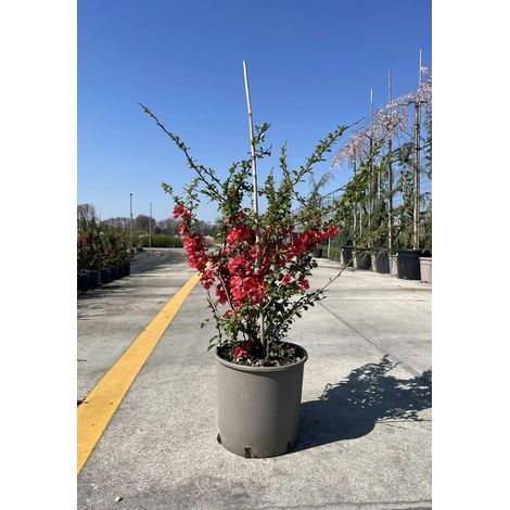 Gardenaria Fior di Pesco - Chaenomeles 'Superba Pink Lady' - Arbusto ornamentale da giardino - Altezza: 40/60 cm (vaso19) (1/5)