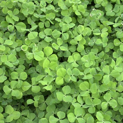 Trèfle incarnat (Trifolium incarnatum) 25 kg trèfle fourrager culture dérobée