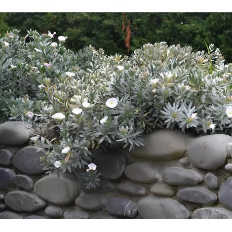 Convolvulus cneorum pianta in vaso ø8 cm h 20/40 cm – convolvolo bianco sempreverde – arbusto mediterraneo compatto – ideale per giardino e bordure (1/4)