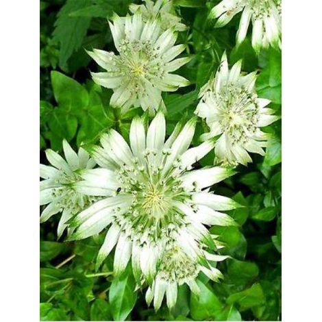 Grande Astrance 'Shaggy' Pot de 2L/3L (1/4)