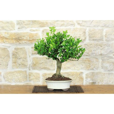 Bonsai di Calamondino (108) (1/5)