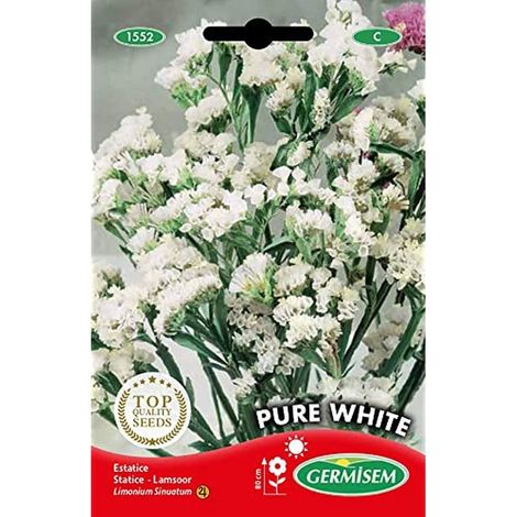 Graines Statice PURE WHITE (1/2)