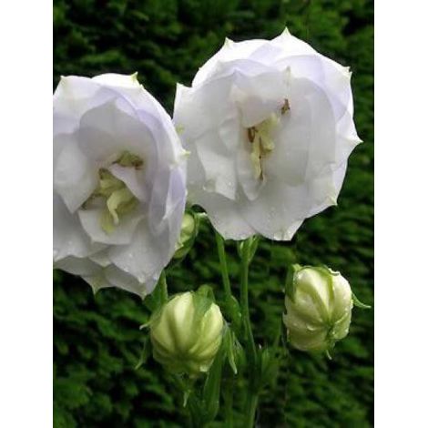 Campanule à feuilles de pêcher 'La Bello' Godet de 8/9 cm (1/4)