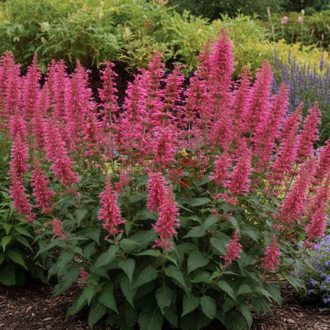 Agastache Morello/Lot de 5 godets