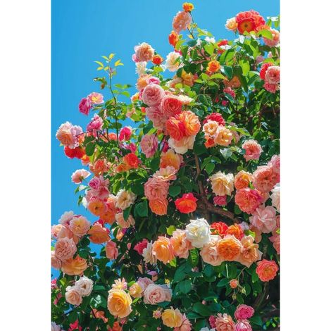 Graines De Rosier Grimpant - 200 Graines - Pour Jardin Extérieur Mur Et Balcon - Floraison Prolongée (1/5)
