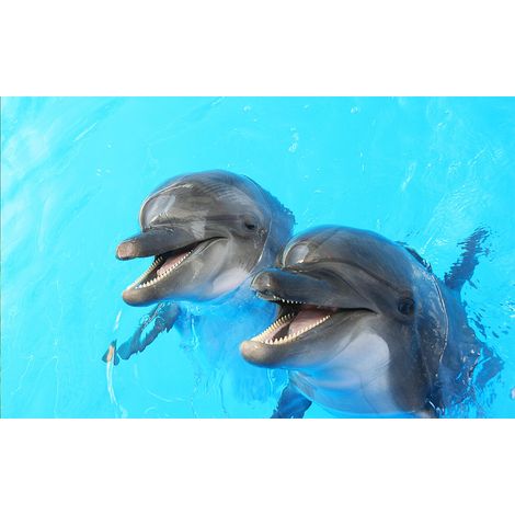 Affiche animaux nos amis les dauphins - 60x40cm - made in France (1/5)